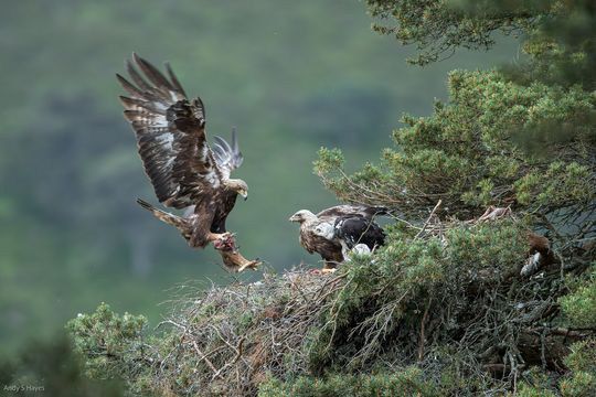 Wildlife on the 'Big Screen'