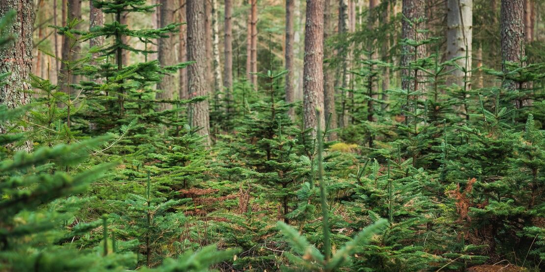 Christmas Tree Safari 10Resized